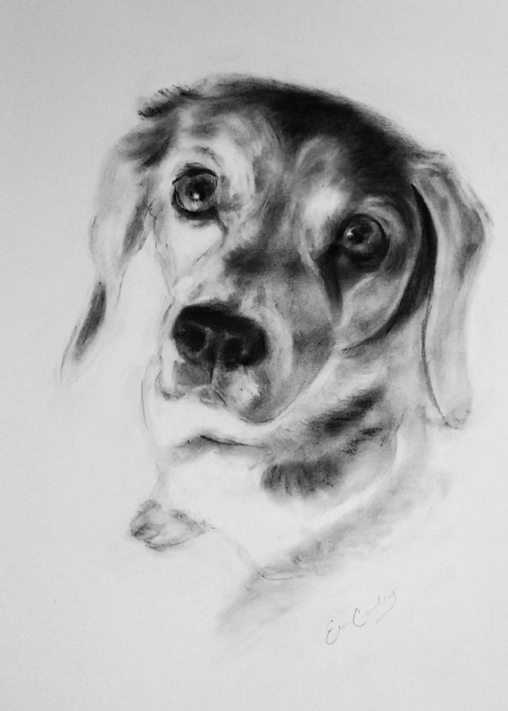 Dog portrait black and white charcoal